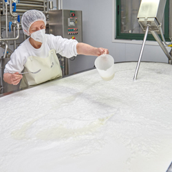 Comienzo de la preparación del queso artesanal abredo